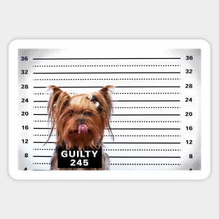 Guilty Yorkie Sticker